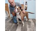 Adopt Bug a Pit Bull Terrier, American Staffordshire Terrier