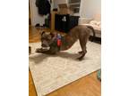 Adopt AURORA a Pit Bull Terrier