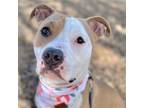 Adopt Adele a American Staffordshire Terrier
