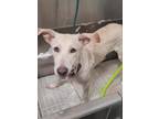 Adopt Lena a White German Shepherd