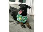 Adopt Dixie a Black Labrador Retriever, Flat-Coated Retriever