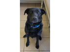 Adopt Bahament a Labrador Retriever, Great Dane