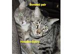 Adopt Spicy (Bonded) a Domestic Short Hair, Tabby