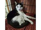 Adopt Billie Jean a Domestic Short Hair