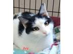 Adopt Ivy a Domestic Short Hair