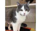 Adopt Sweet Bunny a Domestic Short Hair