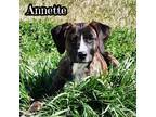 Adopt Annette a Plott Hound