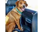 Adopt Wafer (mom) a Yellow Labrador Retriever, Cattle Dog