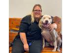 Adopt Swisha a Pit Bull Terrier