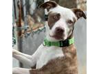 Adopt Peppa a American Staffordshire Terrier