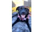 Adopt Layla a Black Labrador Retriever