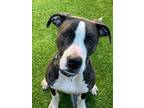 Adopt Athena a Great Dane, Pit Bull Terrier