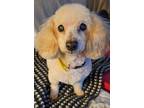 Adopt Dolly a Miniature Poodle