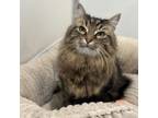Adopt Tooter a Domestic Long Hair
