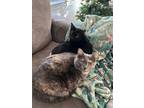 Adopt Leia & Sis a Bombay, Domestic Short Hair