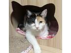 Adopt Lacey a Domestic Short Hair