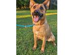 Adopt Laney a German Shepherd Dog