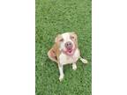 Adopt Cali a Pit Bull Terrier