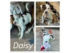 Adopt Daisy a Terrier, Mixed Breed