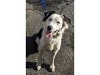 Adopt Aria a Border Collie