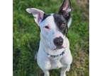Adopt Ingrid a Dalmatian, Pit Bull Terrier
