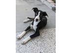 Adopt ELSA a Border Collie, Labrador Retriever