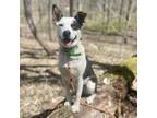 Adopt Sweetie Pie a Collie, Mixed Breed
