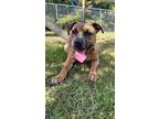 Adopt Beppi a Black Mouth Cur, Hound