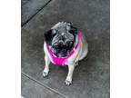Adopt Lilly a Pug