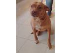 Adopt Daisy a Mixed Breed