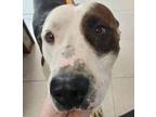 Adopt Tia a Pit Bull Terrier