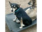 Adopt Bellamy 2 a Australian Kelpie