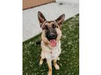 Adopt Sadie a German Shepherd Dog