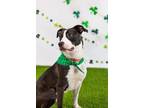 Adopt Aceituna a American Staffordshire Terrier