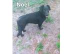 Adopt Noel a Corgi, Black Labrador Retriever