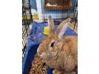 Adopt Betty a Flemish Giant, New Zealand