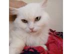 Adopt Carmen-MY a Turkish Angora