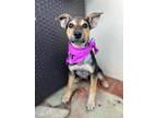 Adopt Magguie a Australian Kelpie