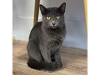 Adopt Perry a Domestic Short Hair