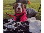 Adopt Dolly a American Staffordshire Terrier