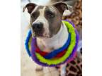 Adopt Chrissy a American Staffordshire Terrier