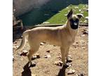 Adopt Grits a German Shepherd Dog