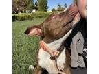 Adopt Clue a Pit Bull Terrier