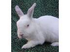 Adopt THUMPER a Bunny Rabbit