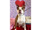 Adopt Eddie a Pit Bull Terrier