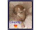 Adopt BONDED FRIENDS PEKOE & CHEETO a Domestic Short Hair