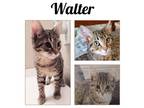 Adopt Walter a Tabby