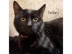 Adopt Zachary a Domestic Short Hair