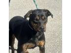 Adopt Doran a Rottweiler, Mixed Breed