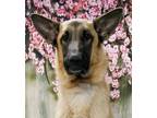 Adopt Dawg a Belgian Shepherd / Malinois